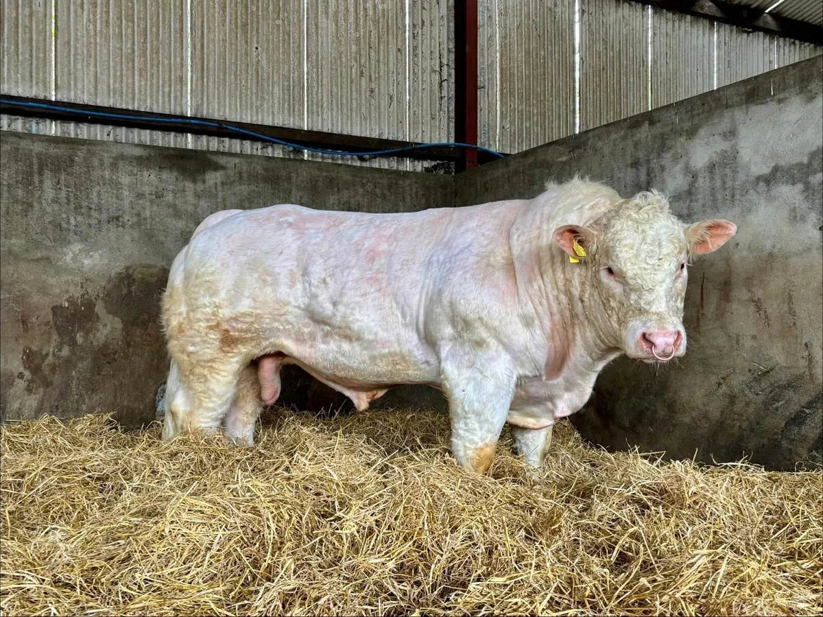 Pedigree Charolais bull - Image 3