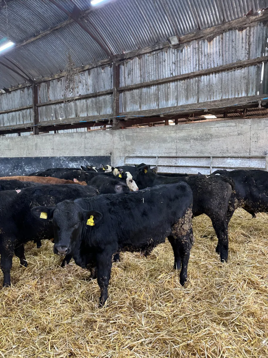 Angus Hereford and lim bulls - Image 2