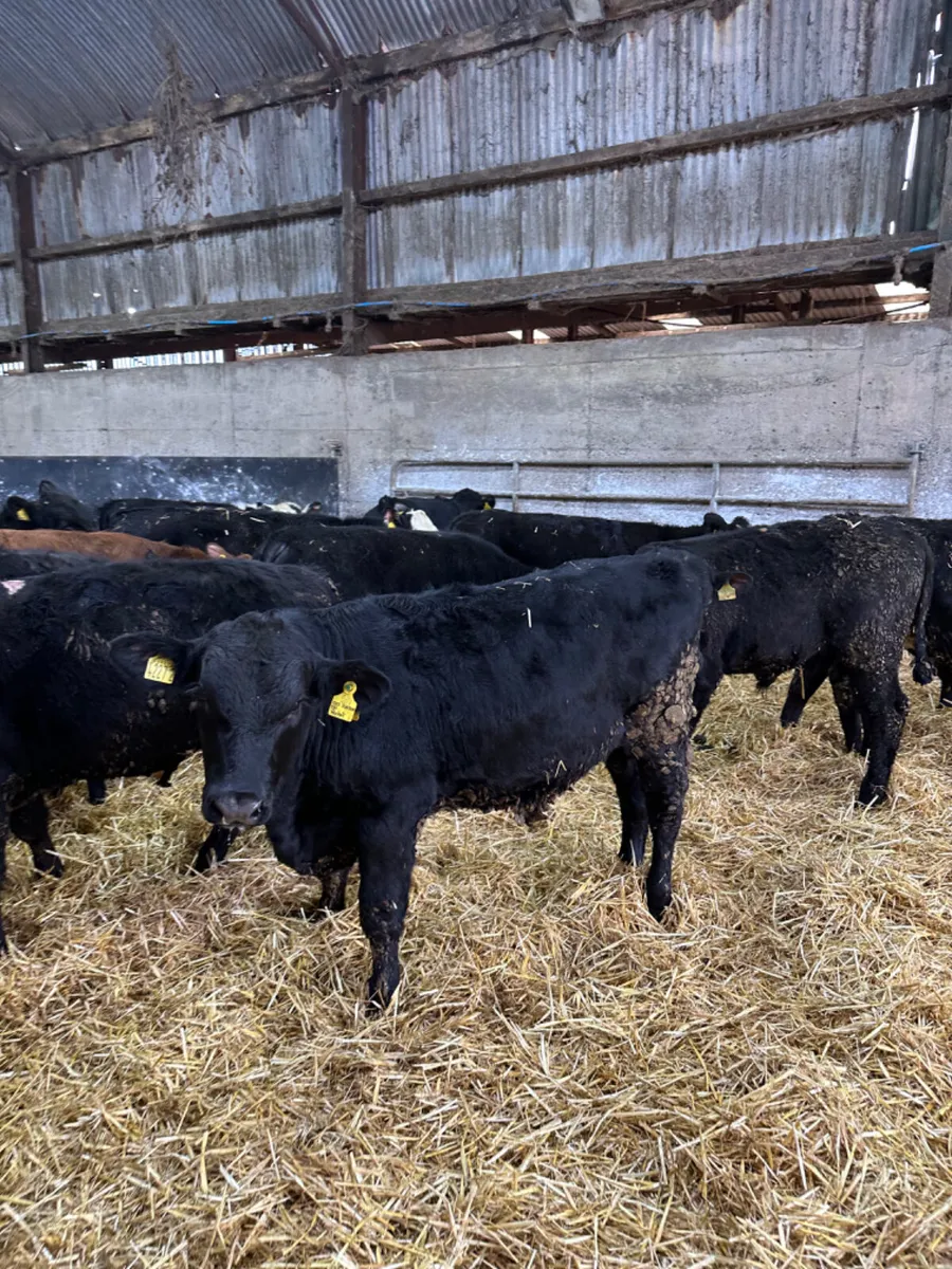 Angus Hereford and lim bulls - Image 3