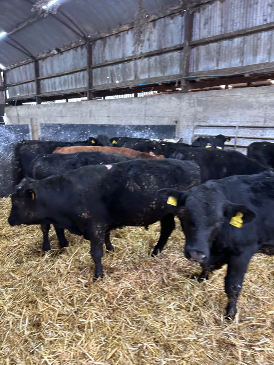 Angus Hereford and lim bulls - Image 4