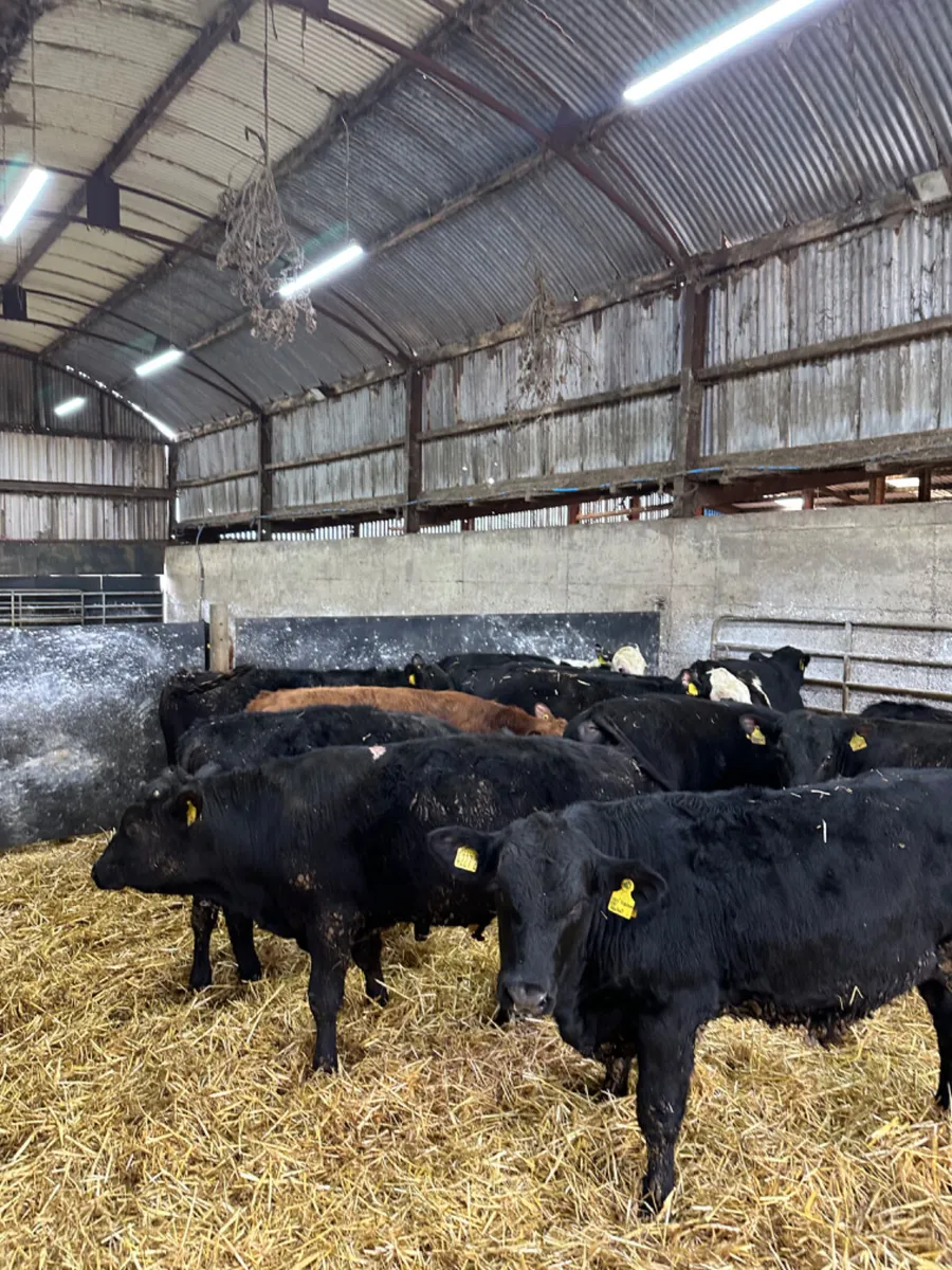 Angus Hereford and lim bulls - Image 1