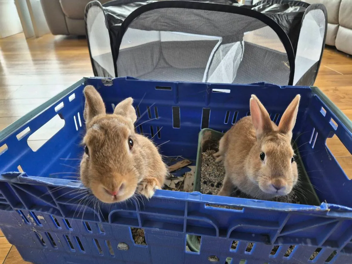 2 female rabbits for sale - Image 1