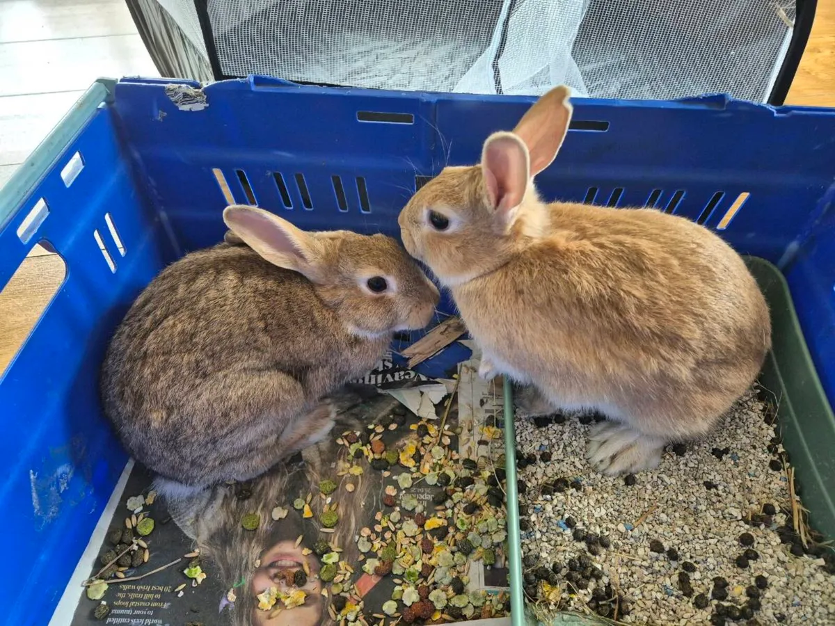 2 female rabbits for sale - Image 3