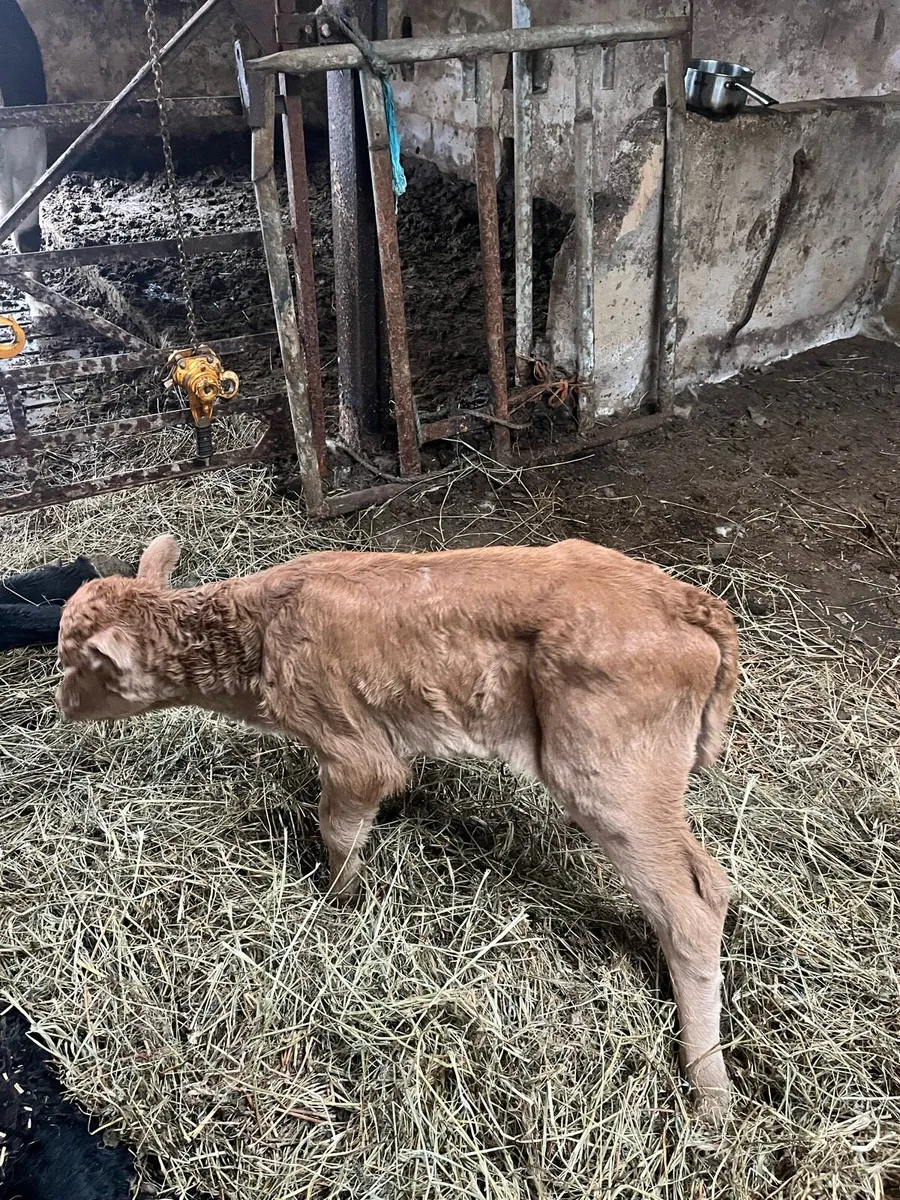 Limousin heifer calf - Image 2