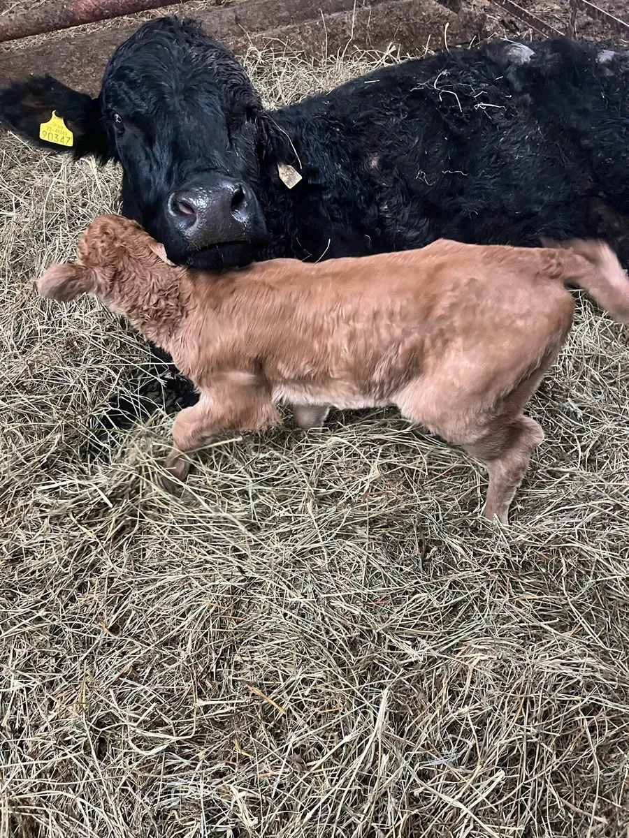 Limousin heifer calf - Image 3