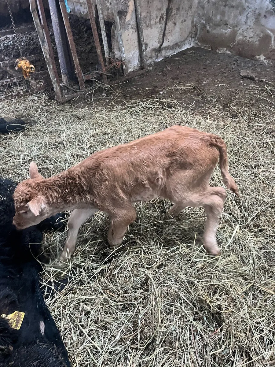 Limousin heifer calf - Image 4