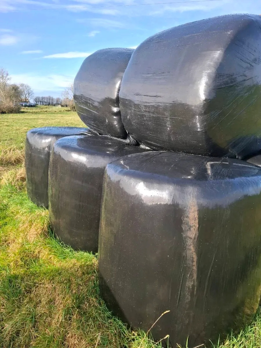 Sillage Bales - Image 2