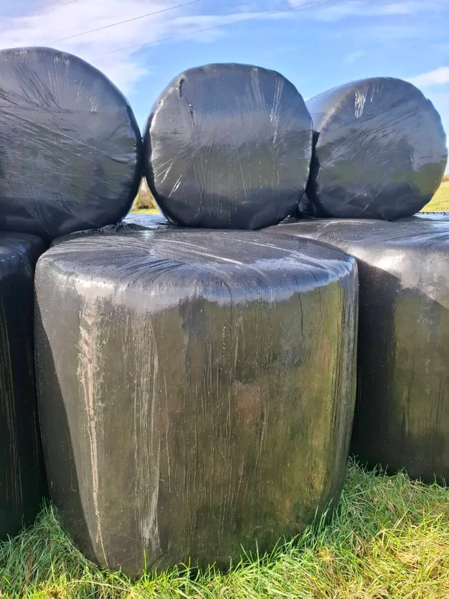 Sillage Bales - Image 4