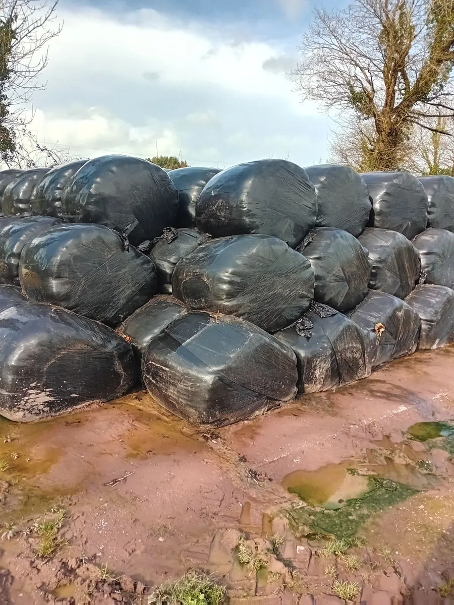 Silage bales - Image 1