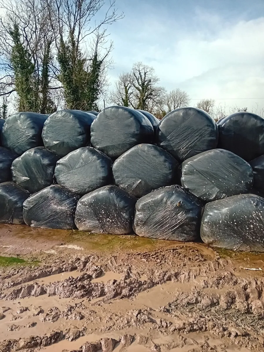 Silage bales - Image 2