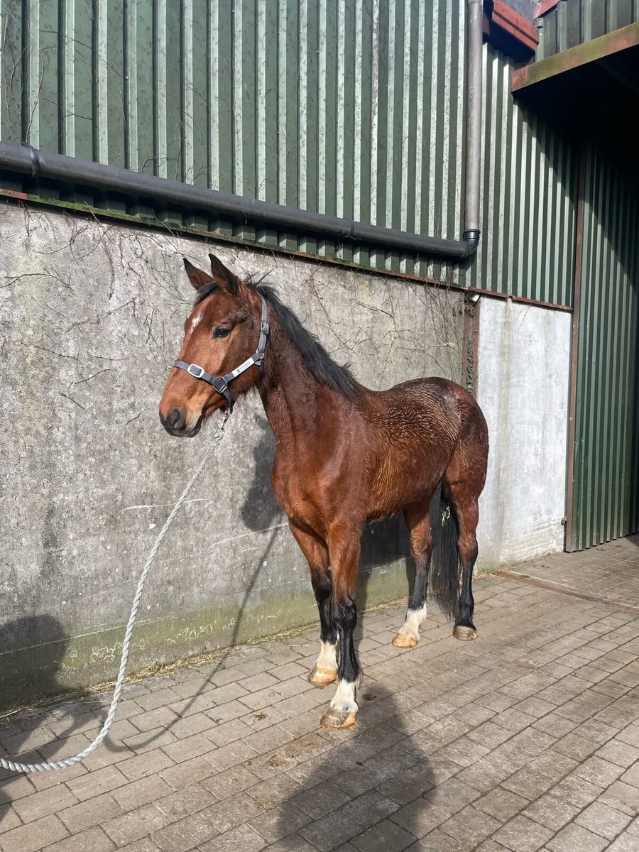 Well related broodmare - Image 2