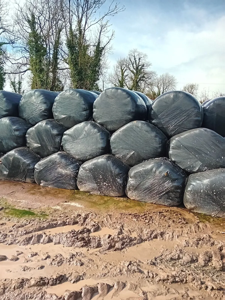 Silage bales - Image 3