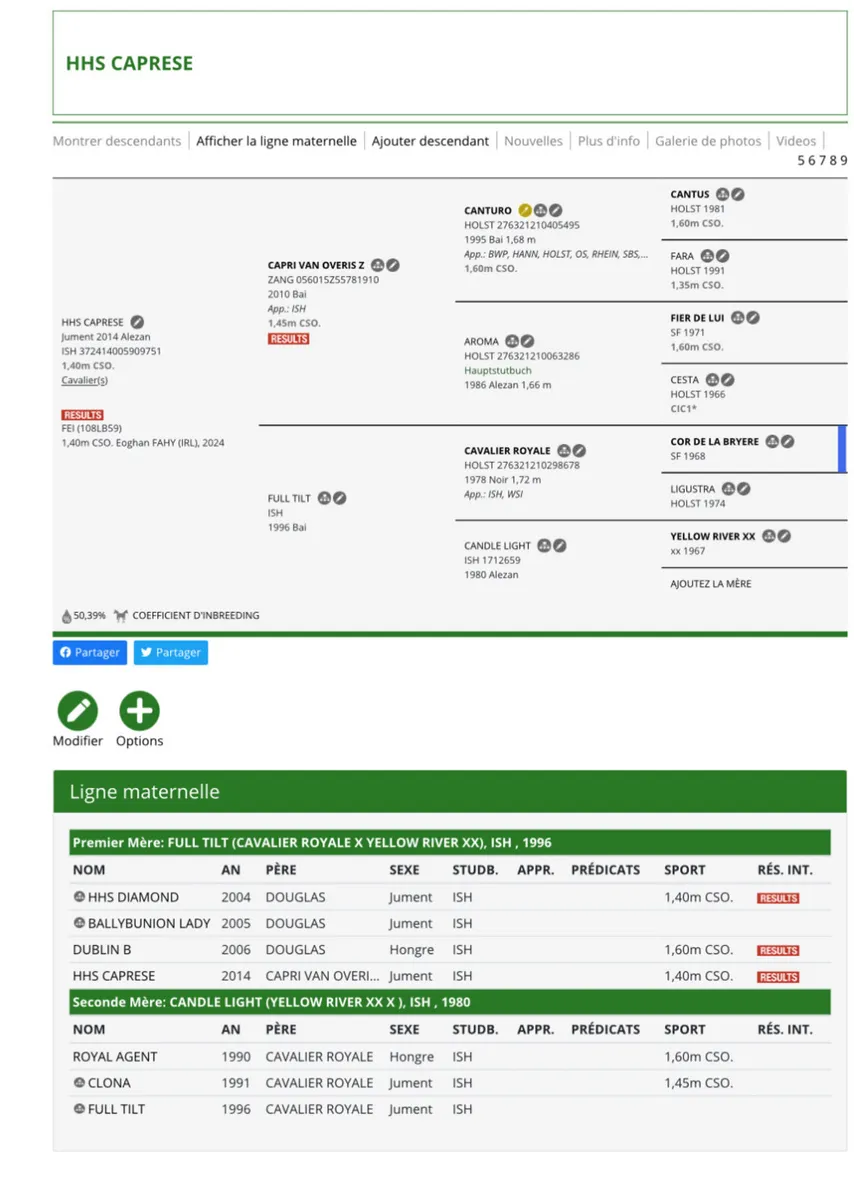 Well related broodmare - Image 3