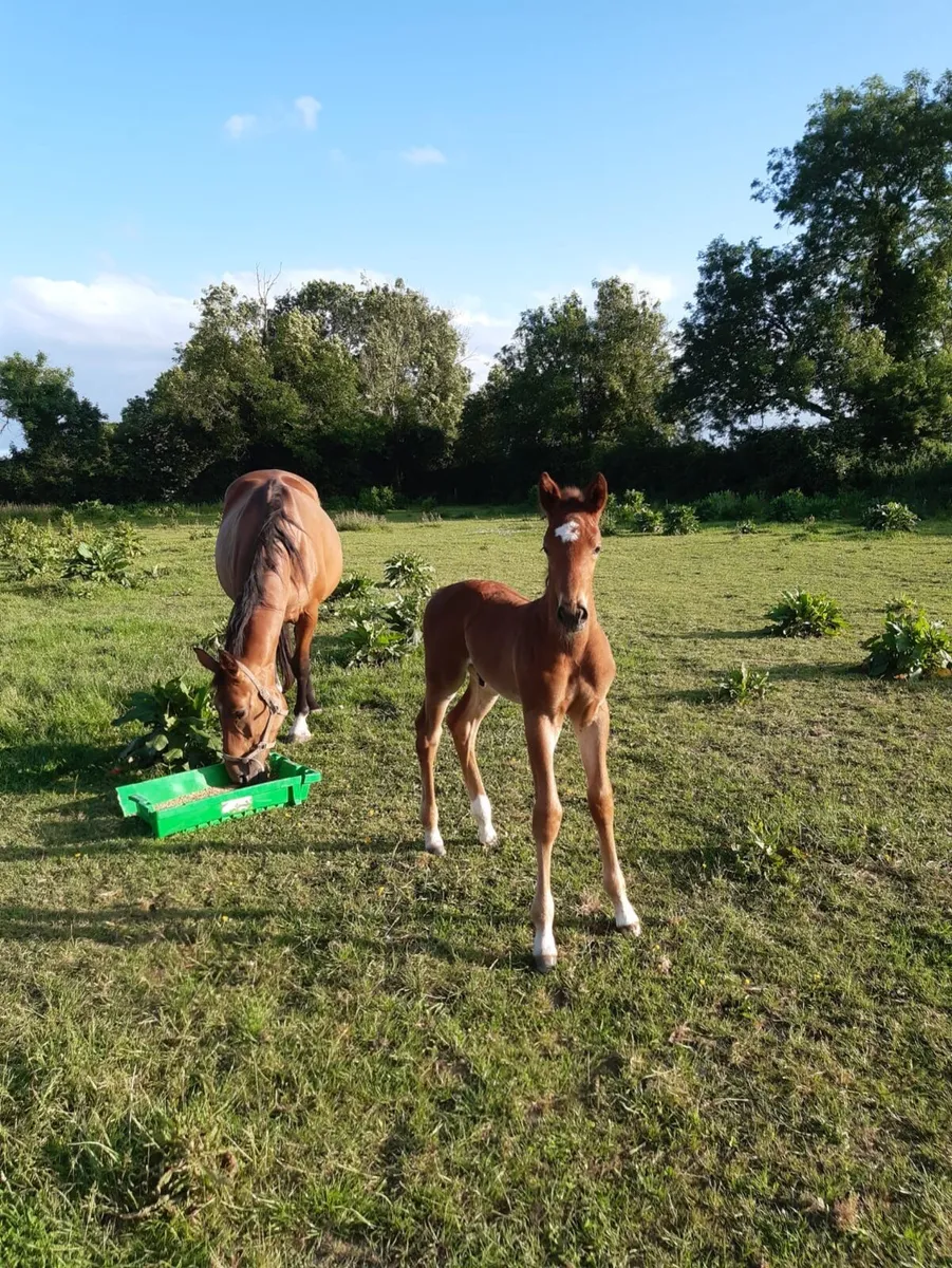 Well related broodmare - Image 1