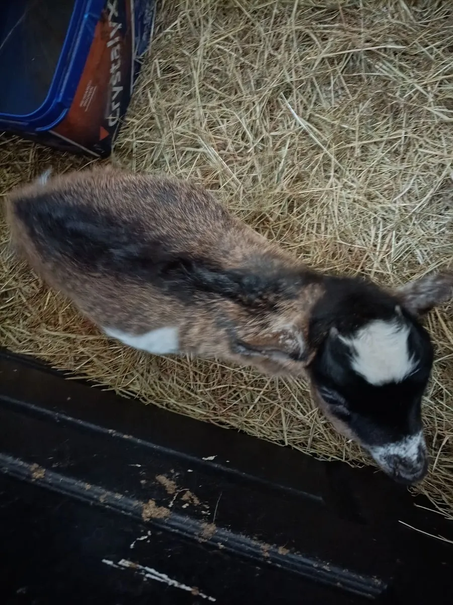 Miniature Female Pygmy Goat - Image 1