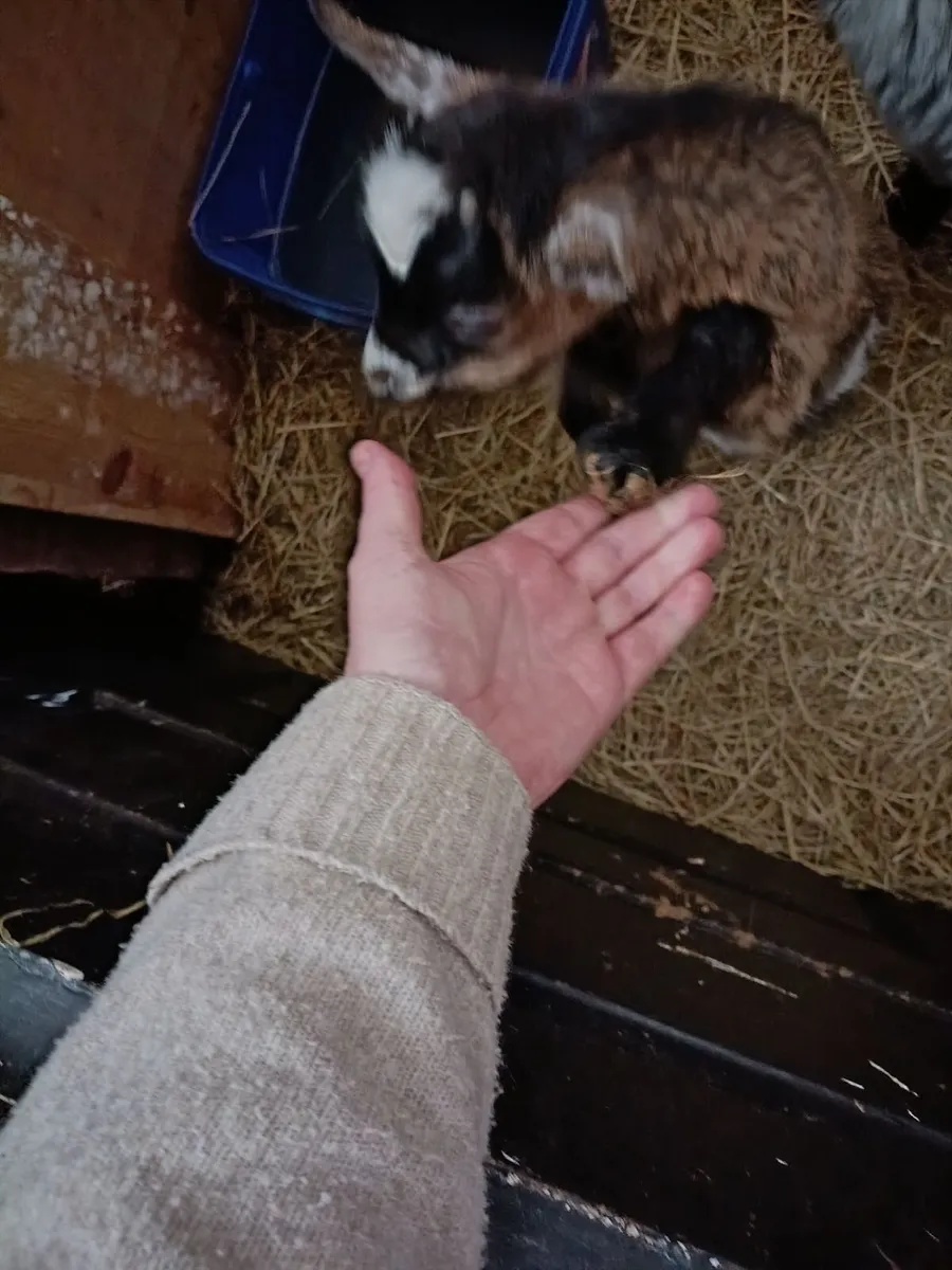 Miniature Female Pygmy Goat - Image 2