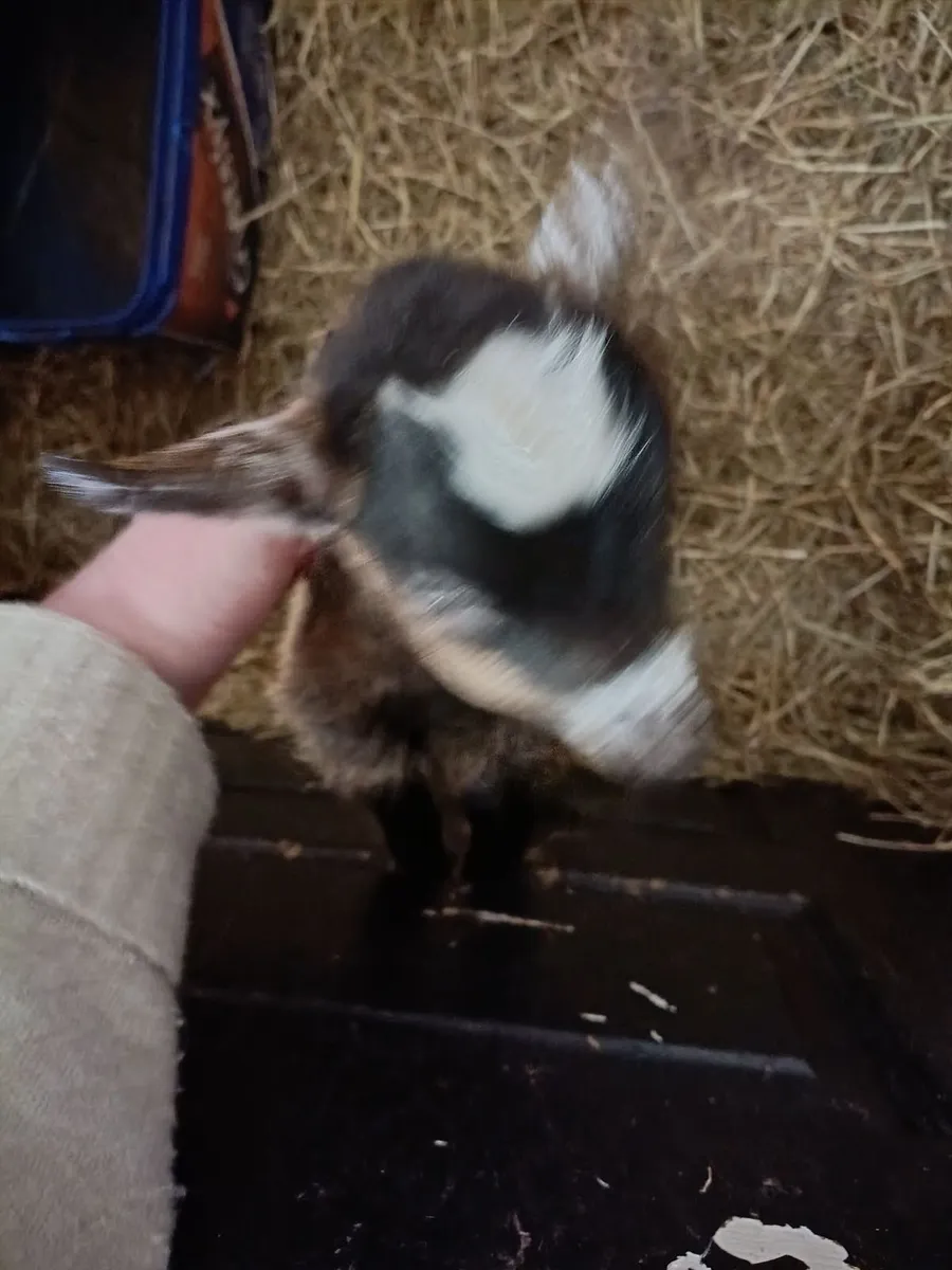 Miniature Female Pygmy Goat - Image 4