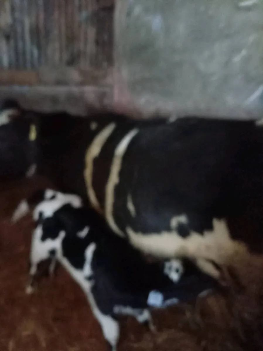 Suckler cow with calf - Image 3
