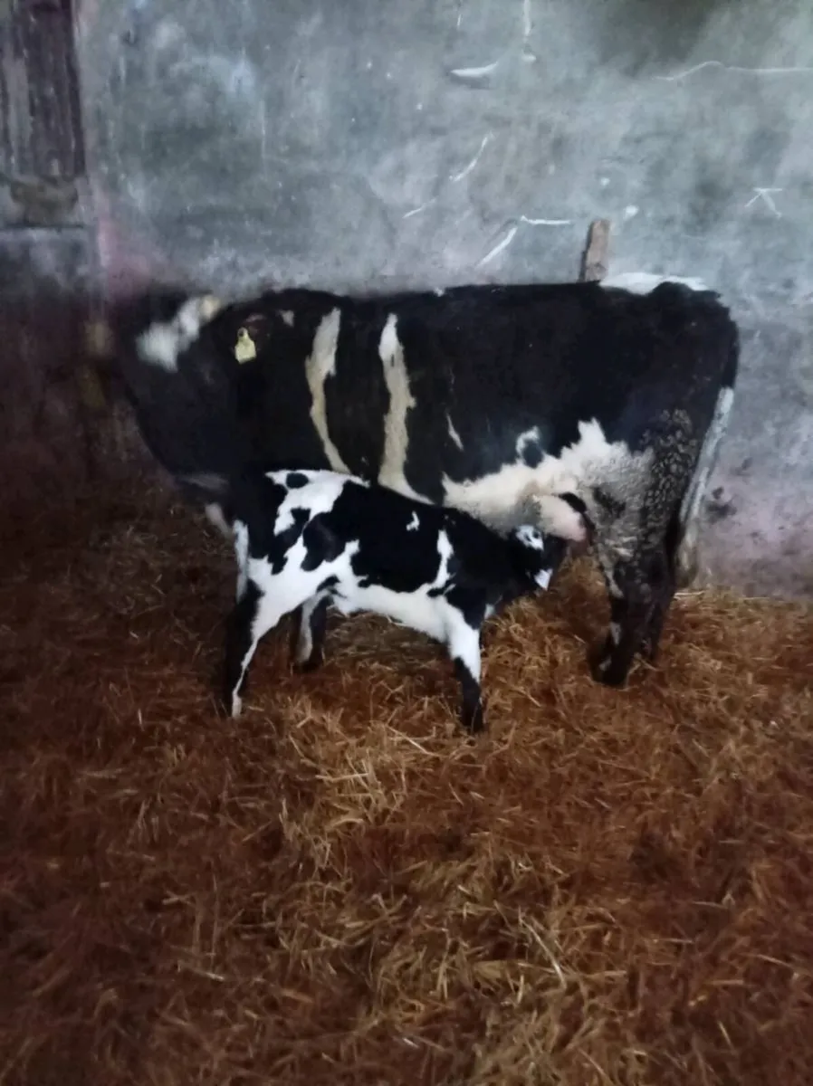 Suckler cow with calf - Image 2