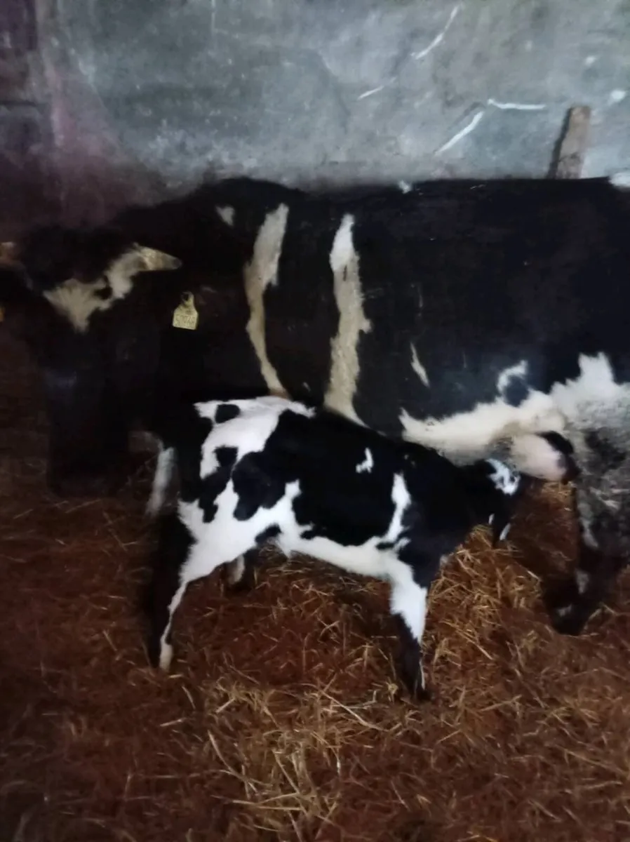 Suckler cow with calf - Image 1