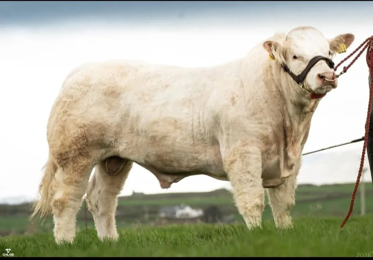CHAROLAIS PREMIER SHOW AND SALE - Image 1