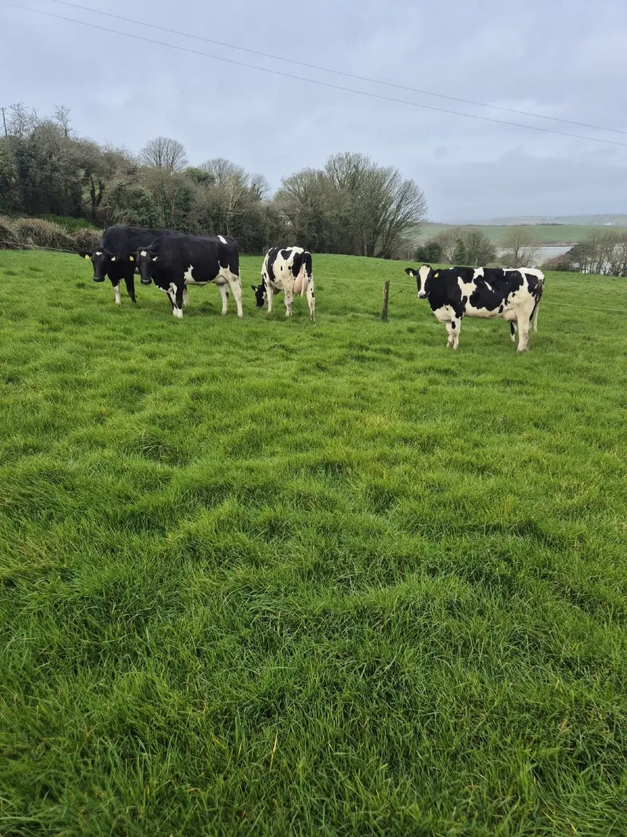 Dairy heifers - Image 2