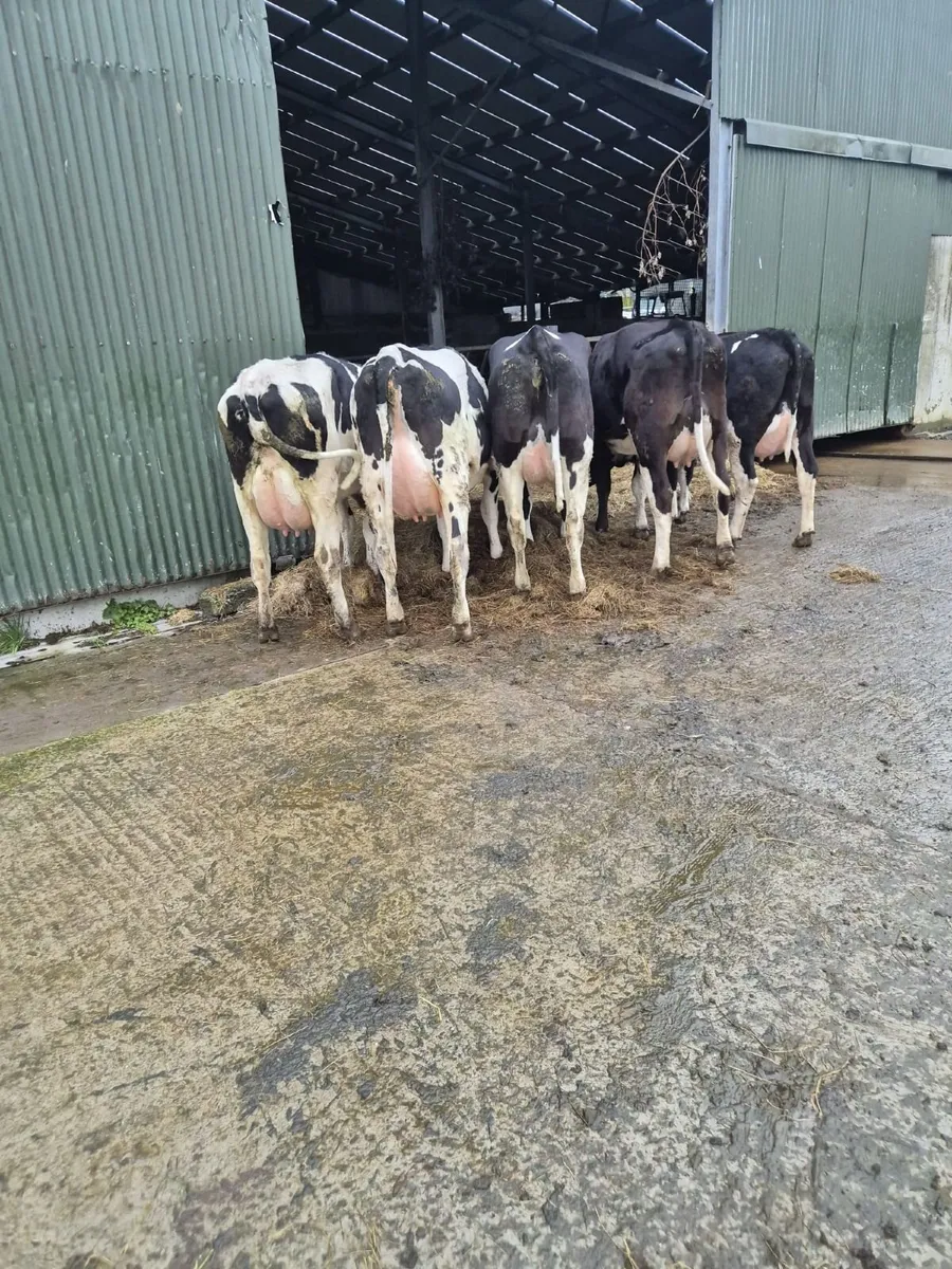 Dairy heifers - Image 3