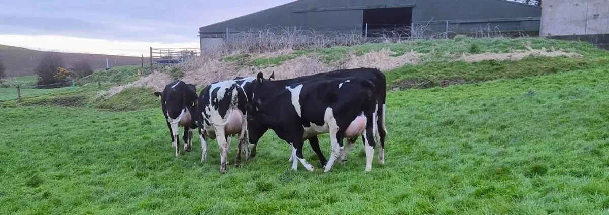 Dairy heifers - Image 1