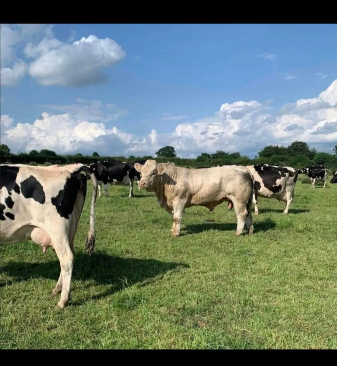 NEXT CHAROLAIS SHOW AND SALE -  25th APRIL - Image 3