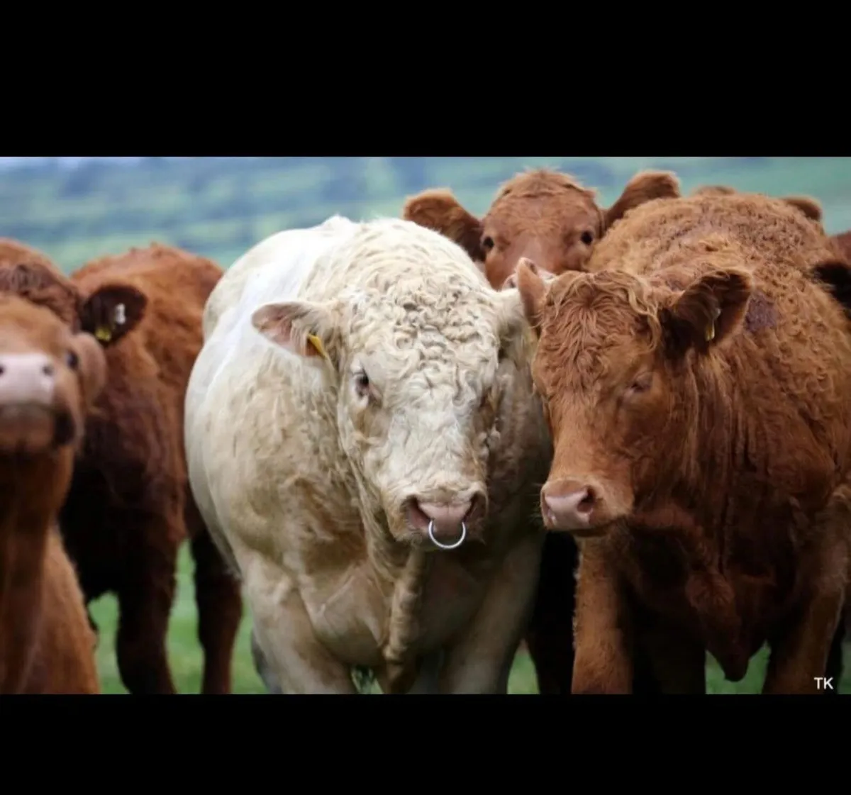 CHAROLAIS PREMIER SHOW AND SALE - Image 2