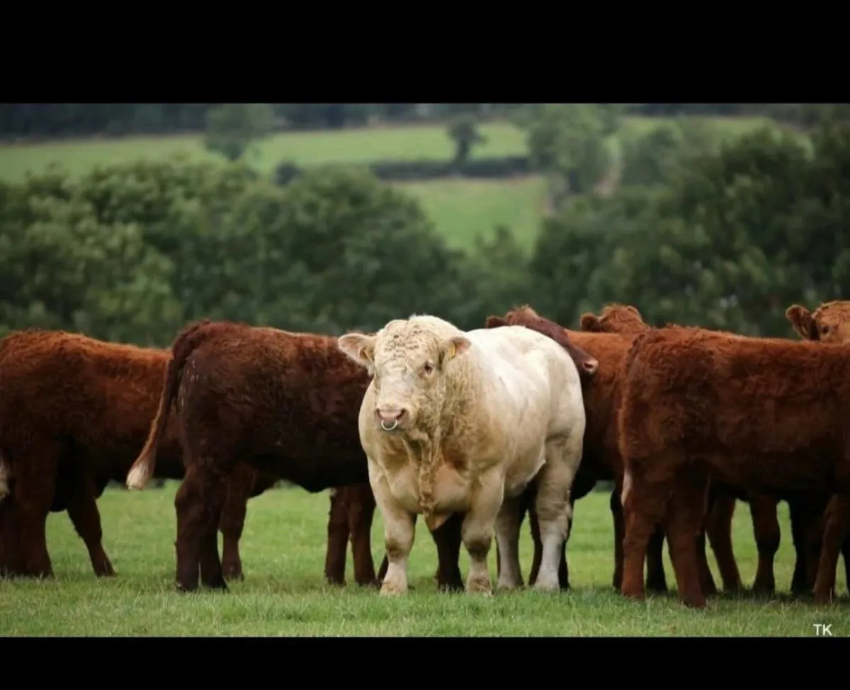 CHAROLAIS PREMIER SHOW AND SALE - Image 3