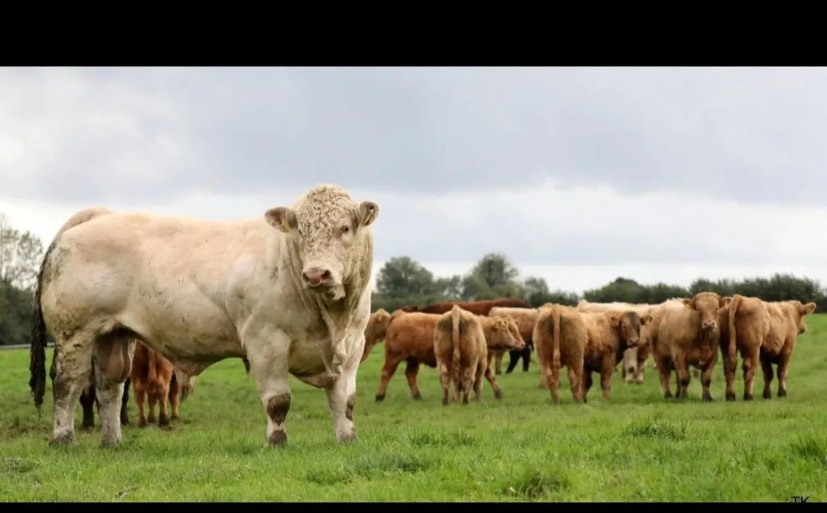 NEXT CHAROLAIS SHOW AND SALE -  25th APRIL - Image 4