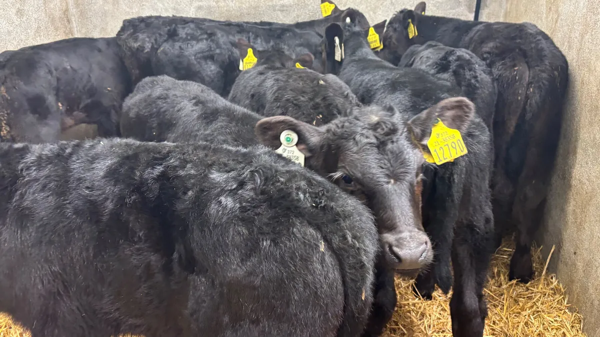 Strong Angus Bull Calves - Image 4