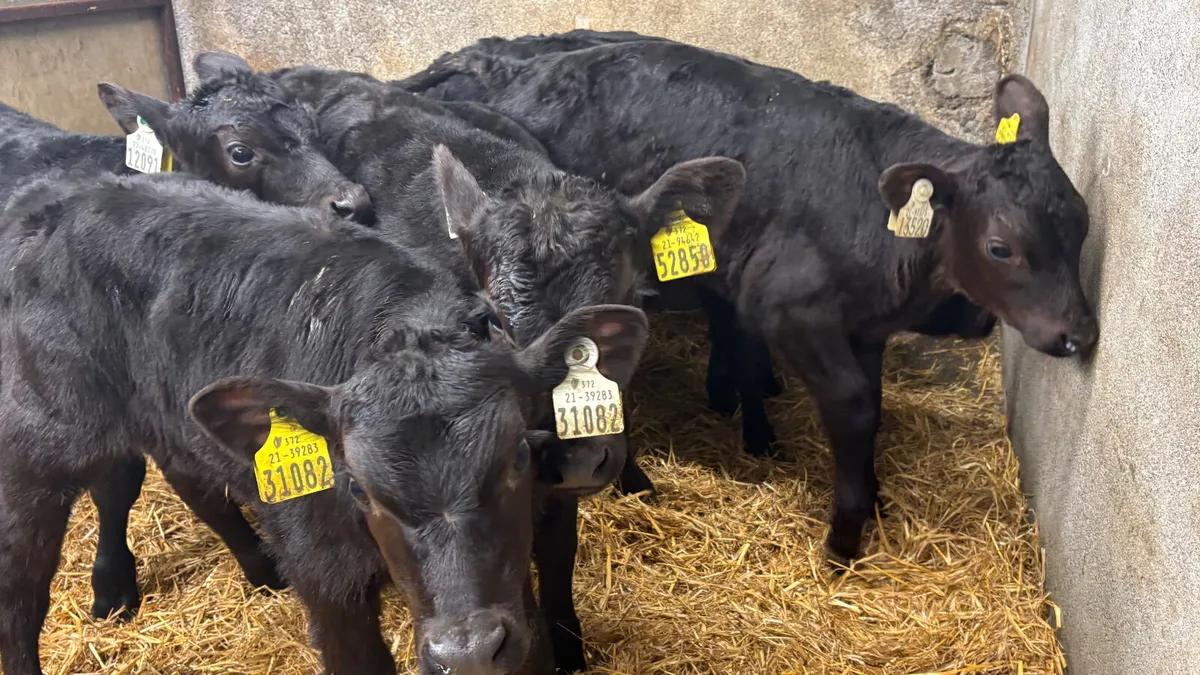 Strong Angus Bull Calves - Image 3