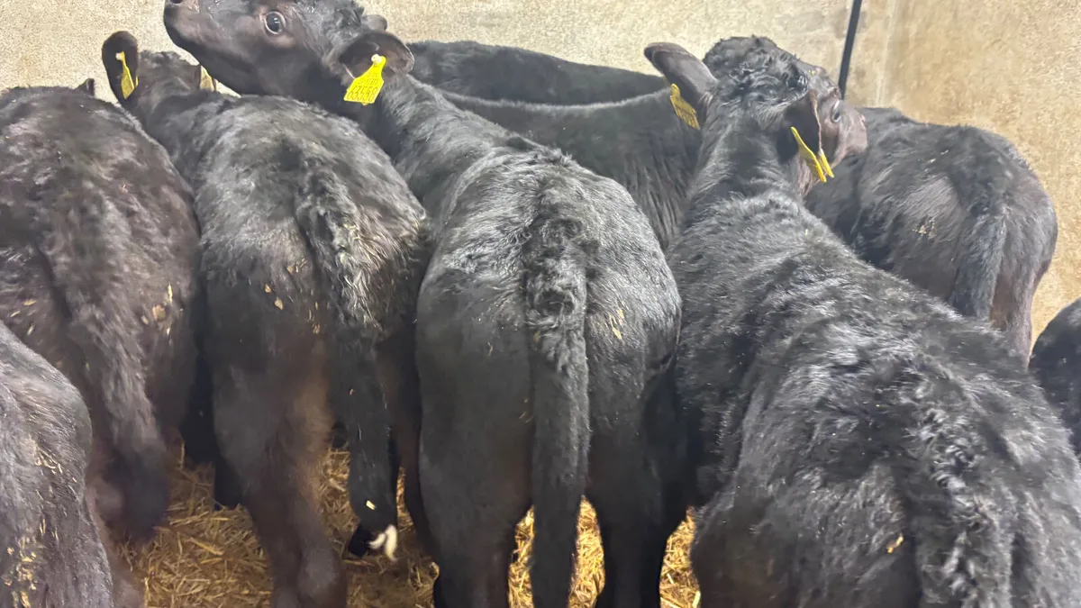 Strong Angus Bull Calves - Image 2