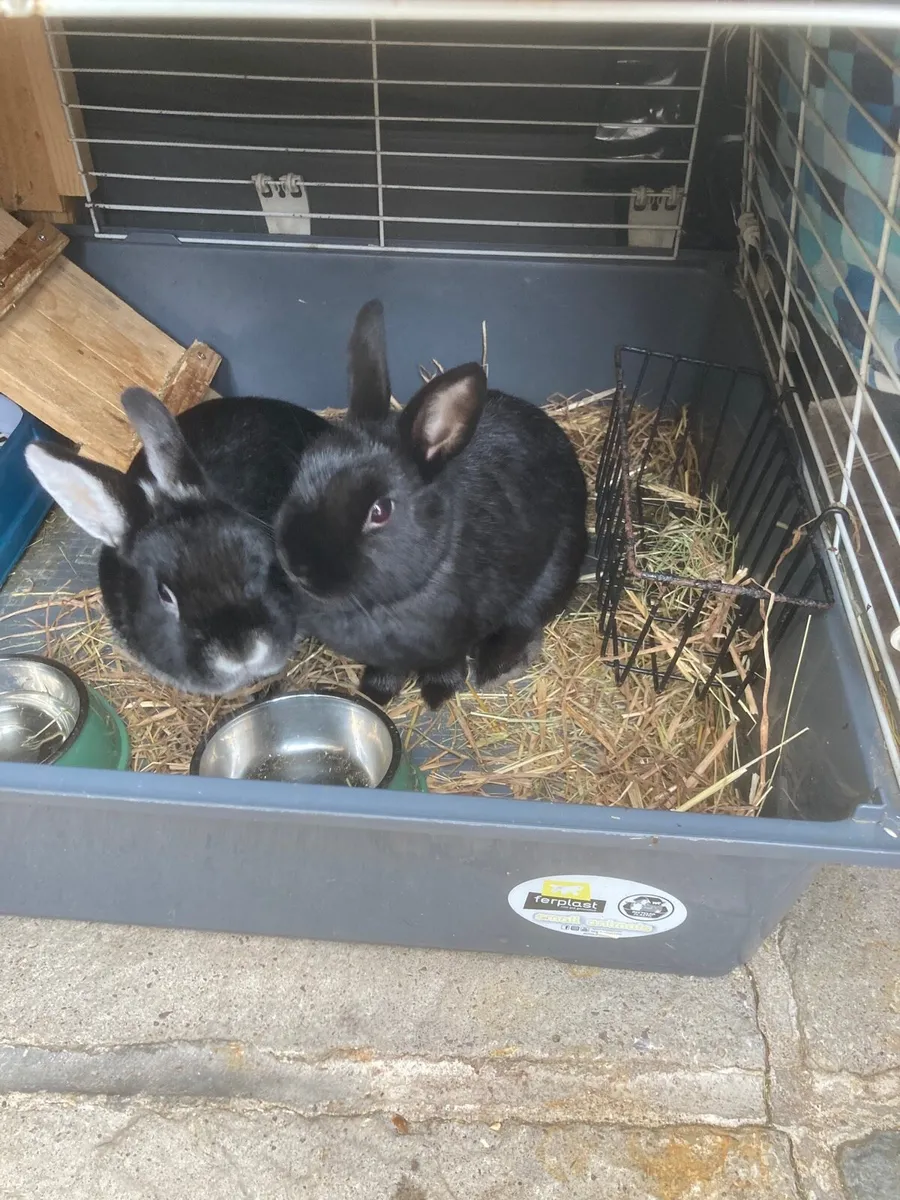 Rabbits - Image 2