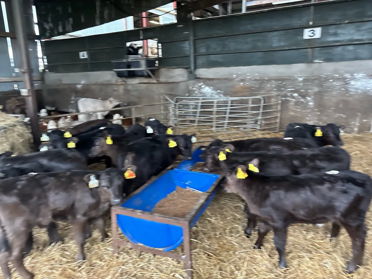 25 super strong Angus heifer calf’s - Image 1