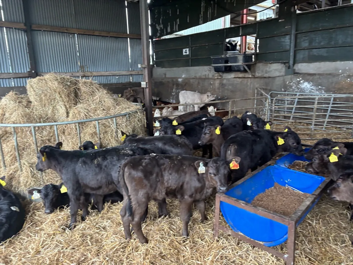 25 super strong Angus heifer calf’s - Image 2