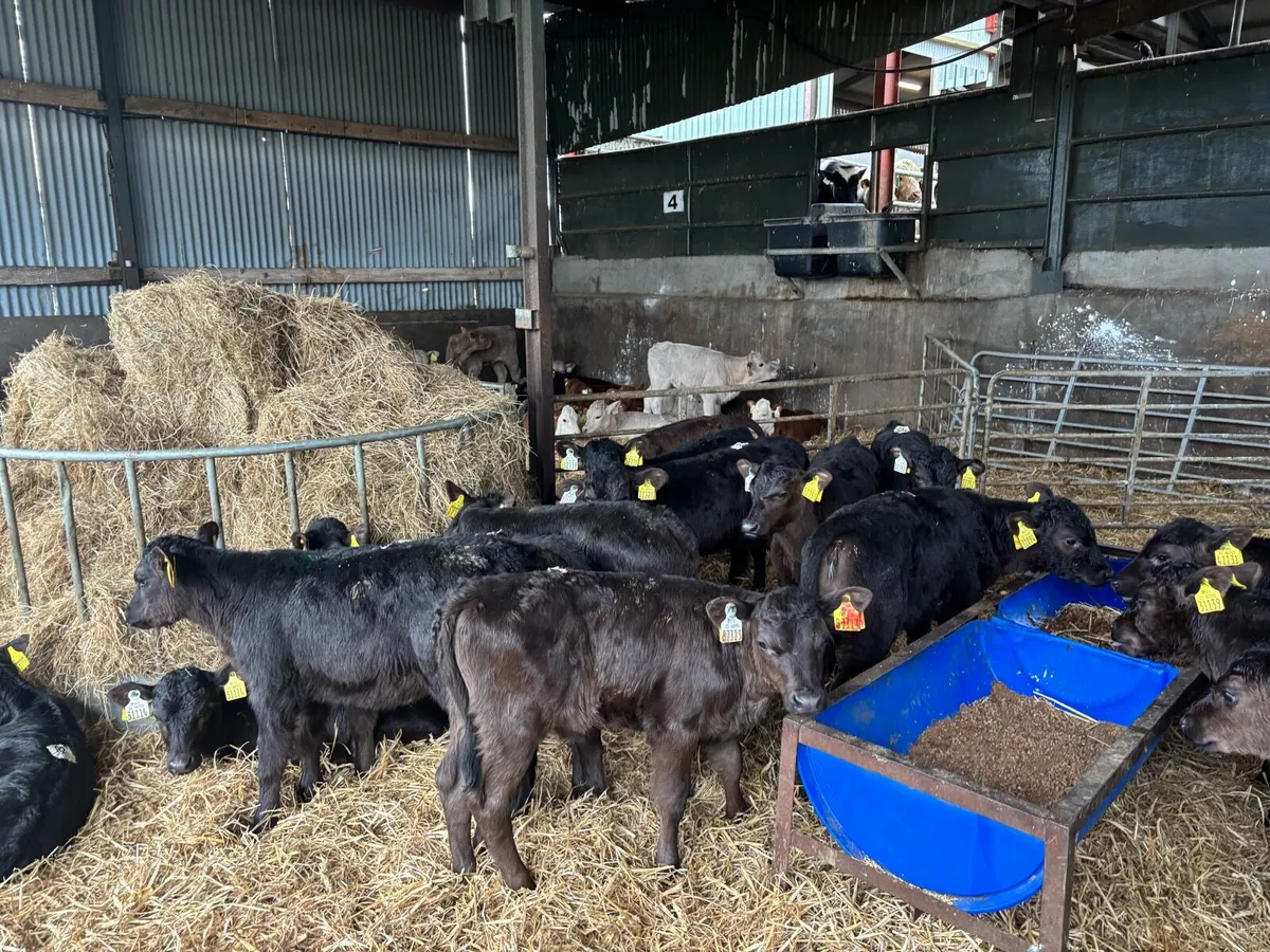 25 super strong Angus heifer calf’s - Image 3