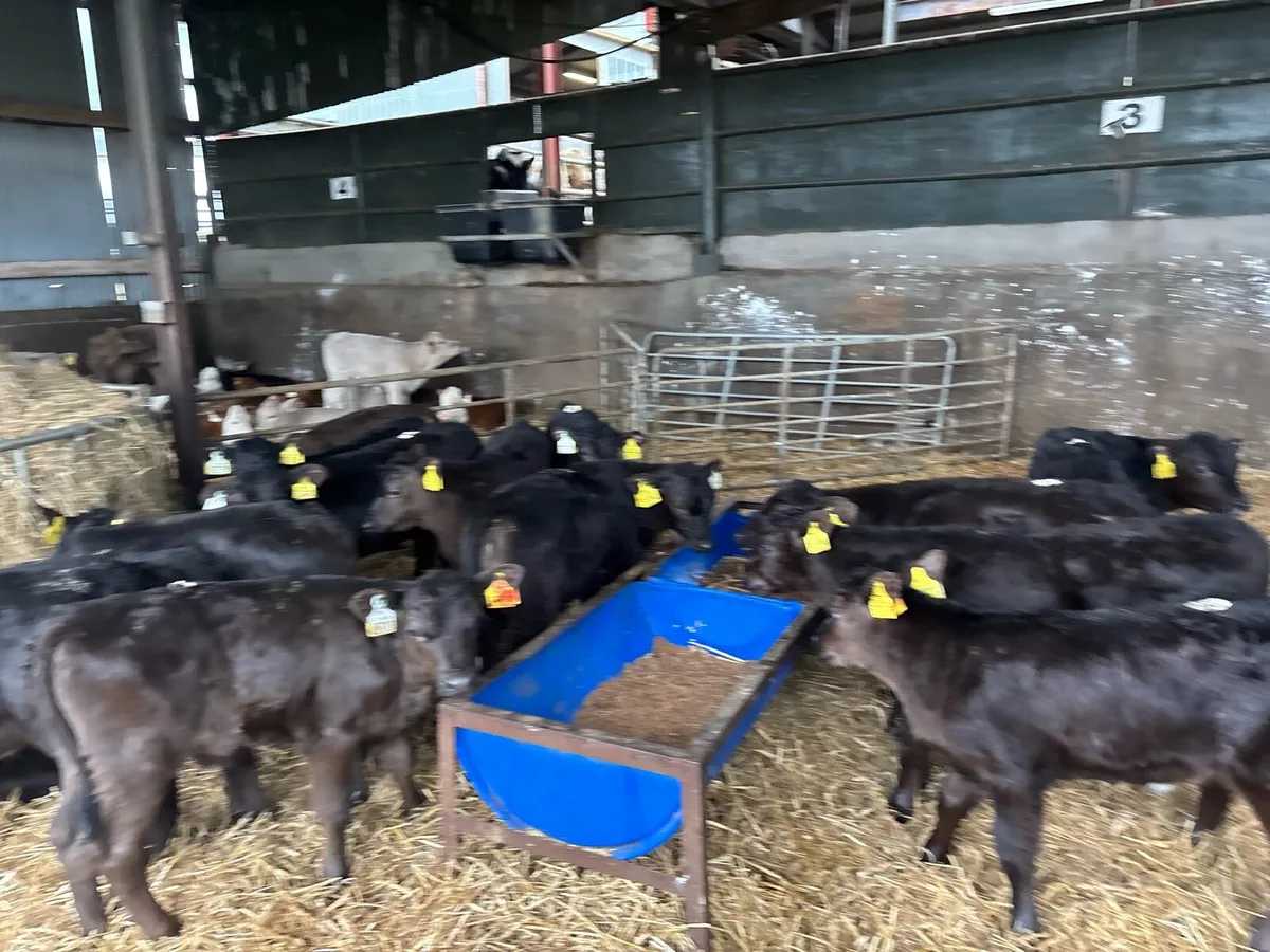 25 super strong Angus heifer calf’s - Image 4