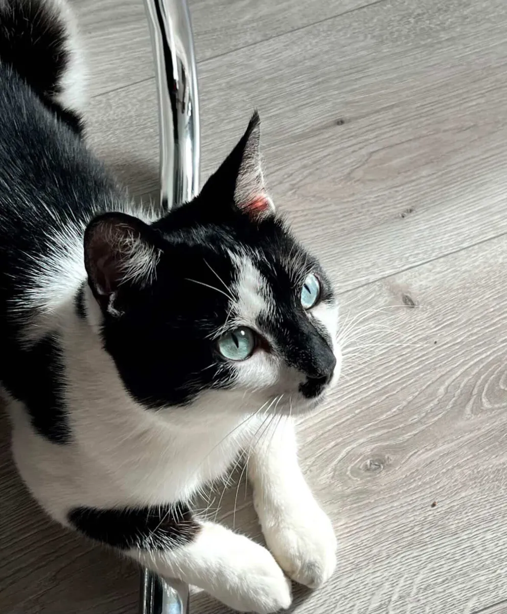 Looking to rehome beautiful cat :) - Image 1