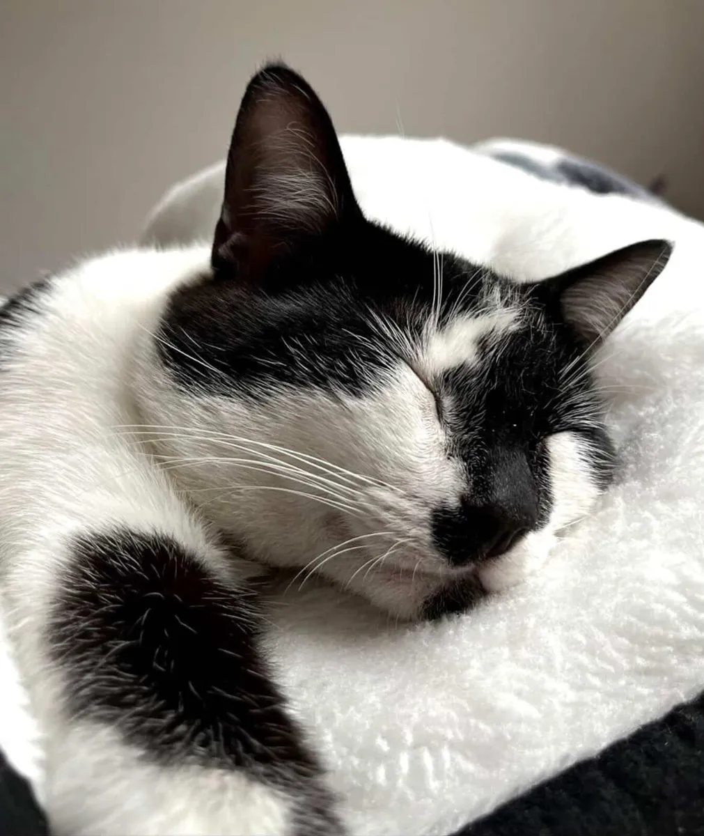 Looking to rehome beautiful cat :) - Image 2