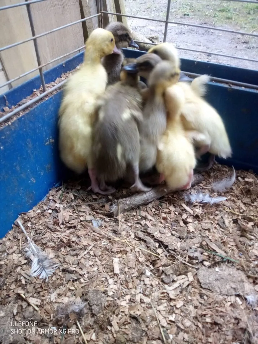 Drake's and Duckling Roosters Hatching eggs. - Image 2