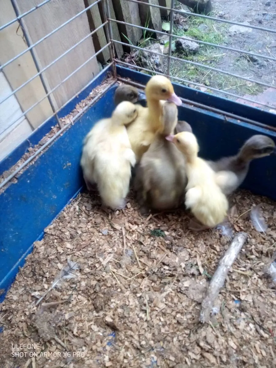 Drake's and Duckling Roosters Hatching eggs. - Image 1