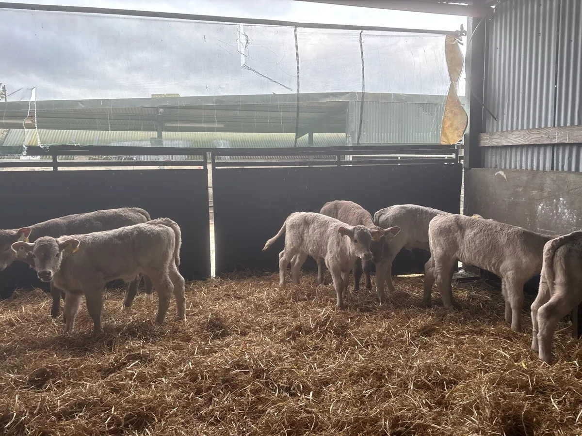 10 super strong charlaois heifer calf’s - Image 1