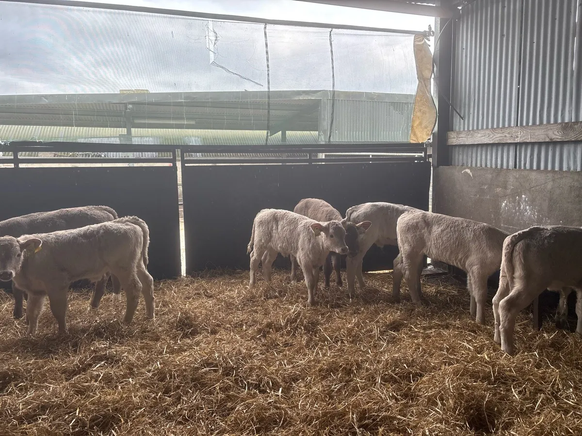 10 super strong charlaois heifer calf’s - Image 2