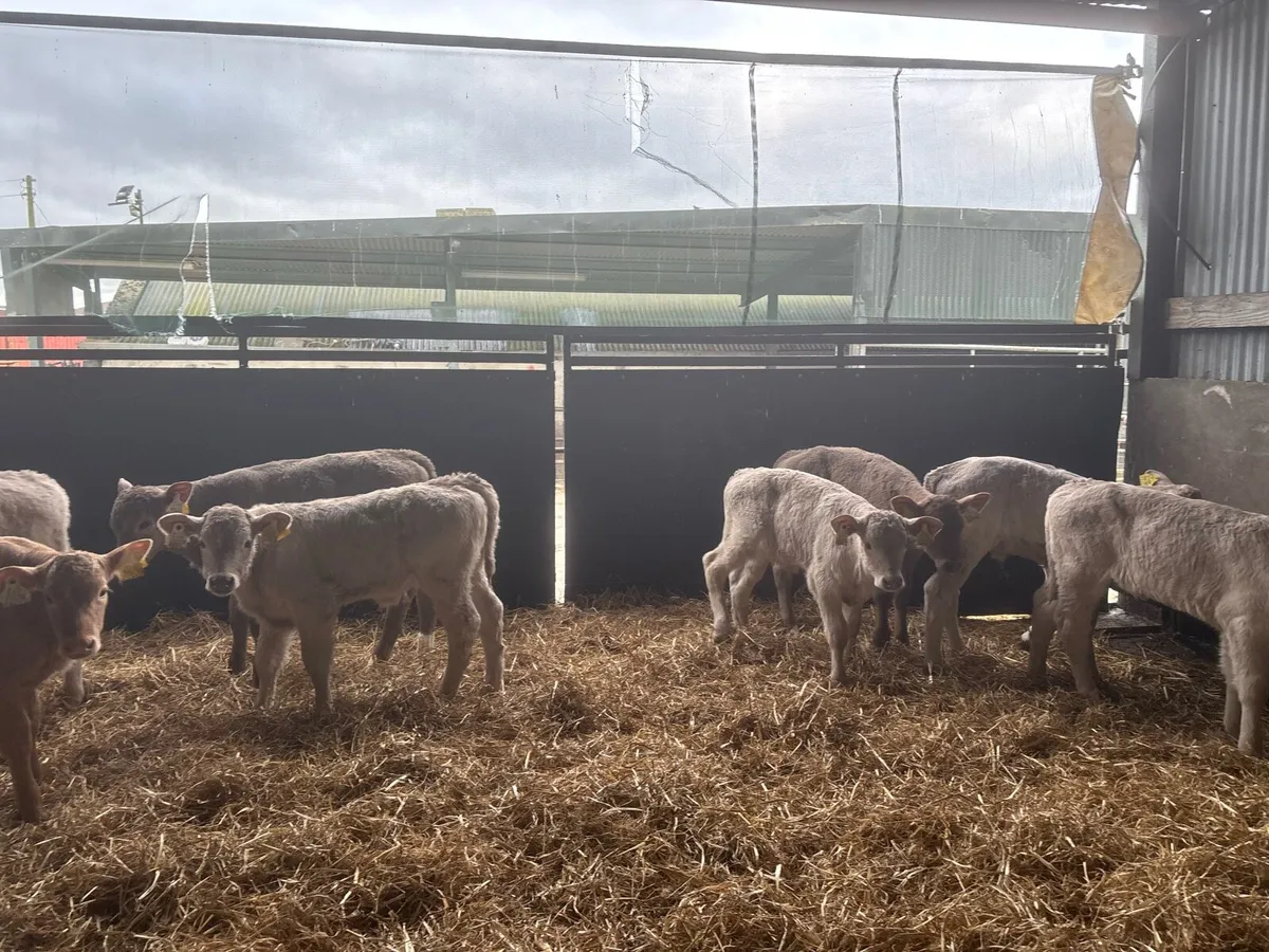 10 super strong charlaois heifer calf’s - Image 4