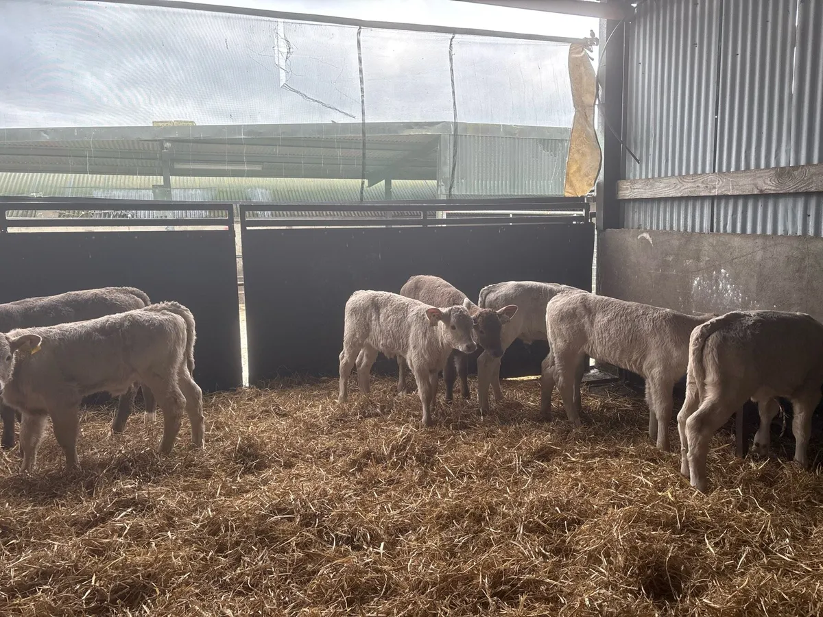 10 super strong charlaois heifer calf’s - Image 3