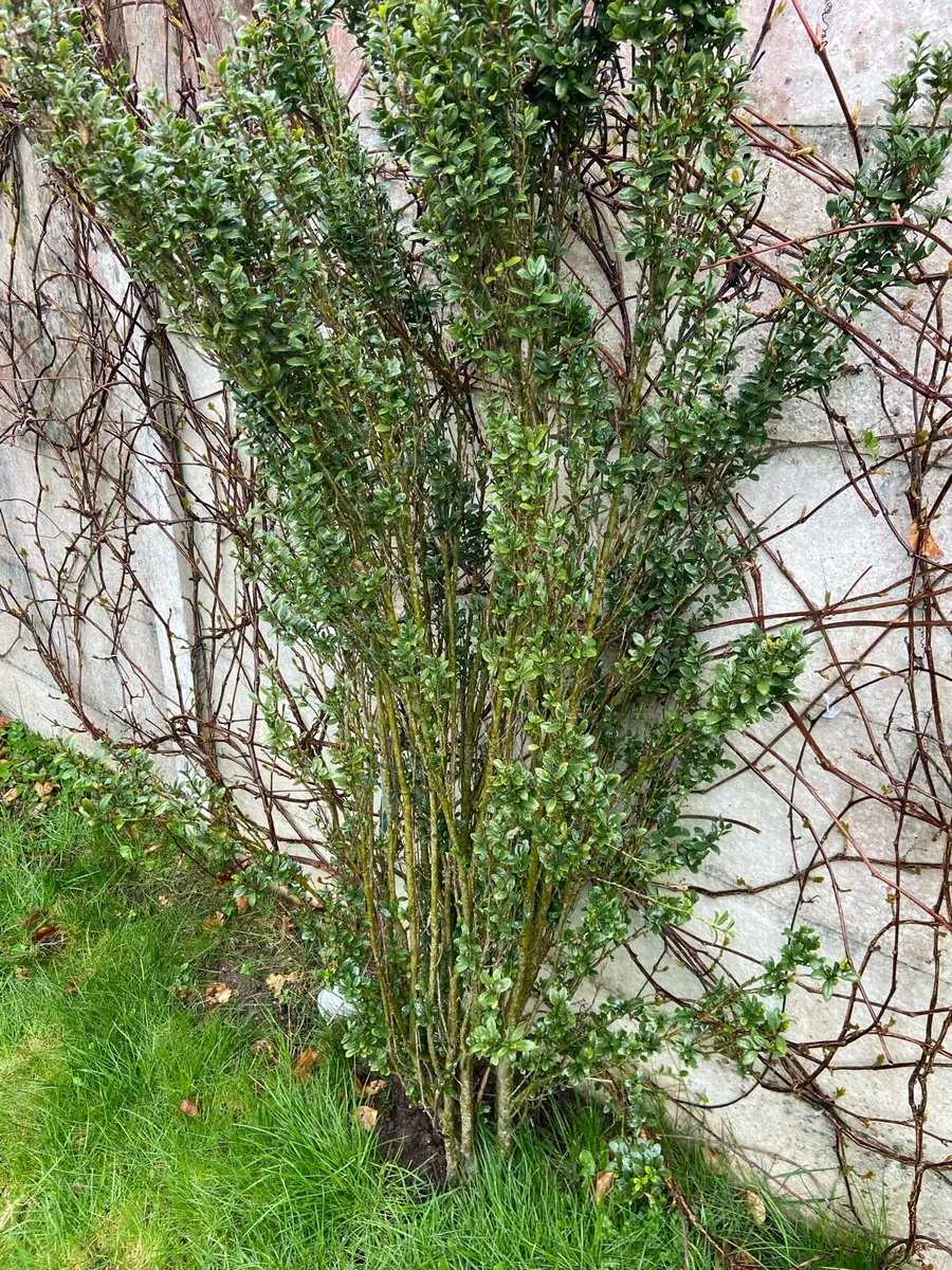 Garden trees - Image 3