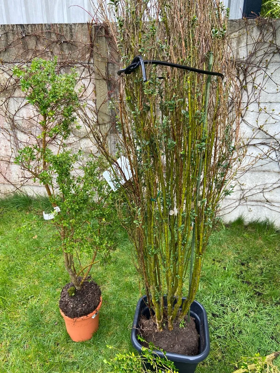 Garden trees - Image 1